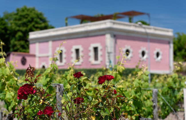 Tour pela região do Médoc com degustação de vinhos - Foto 3