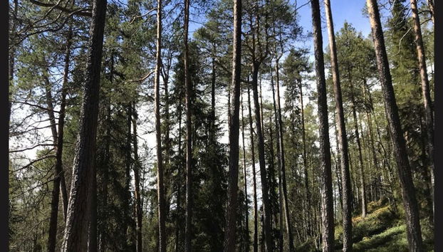 Riisitunturi National Park Hiking - Photo 4