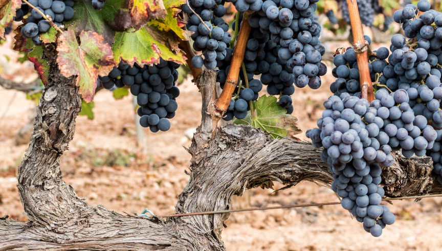 Excursión a una bodega del Priorat