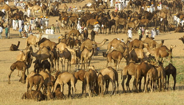 Excursion privée à Pushkar - Photo 5