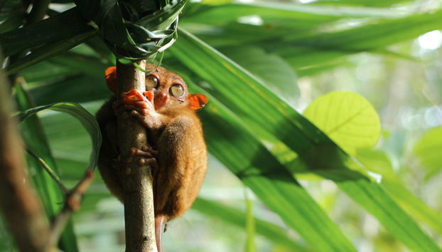 Visita guidata di Bohol - Foto 5
