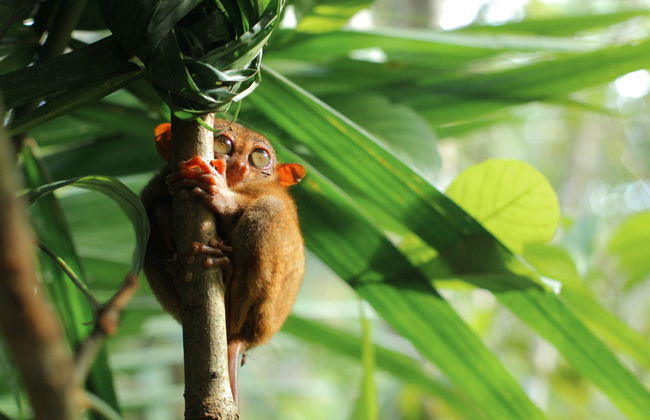 Tour por Bohol - Foto 5