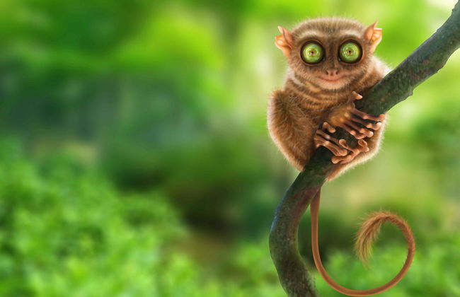 Tour por Bohol - Foto 1