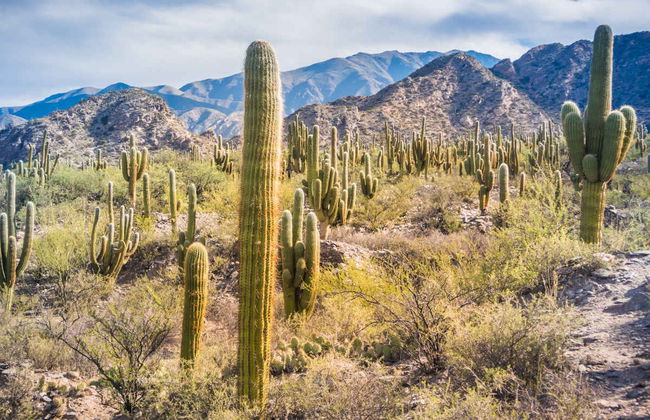 Excursão a Tafí del Valle e ruínas de Quilmes + Visita a uma vinícola - Foto 1