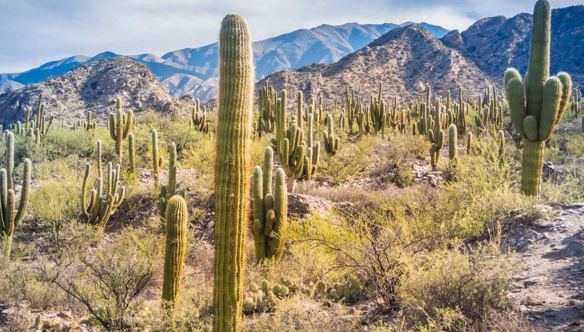 Excursão a Tafí del Valle e ruínas de Quilmes + Visita a uma vinícola - Foto 1