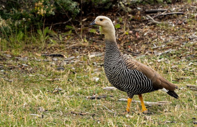 Trekking por el Parque Nacional Tierra del Fuego - Foto 3