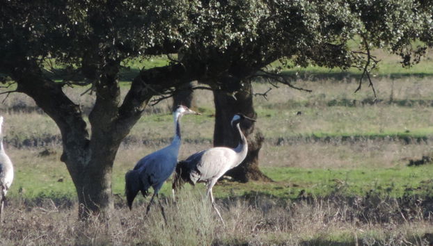 Observation d'oiseaux en Estrémadure - Photo 2