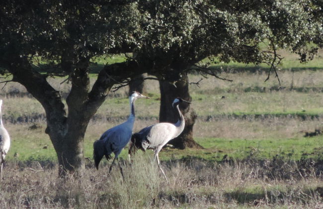 Observation d'oiseaux en Estrémadure - Photo 2