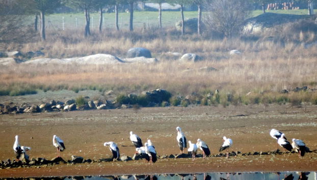 Observation d'oiseaux en Estrémadure - Photo 3