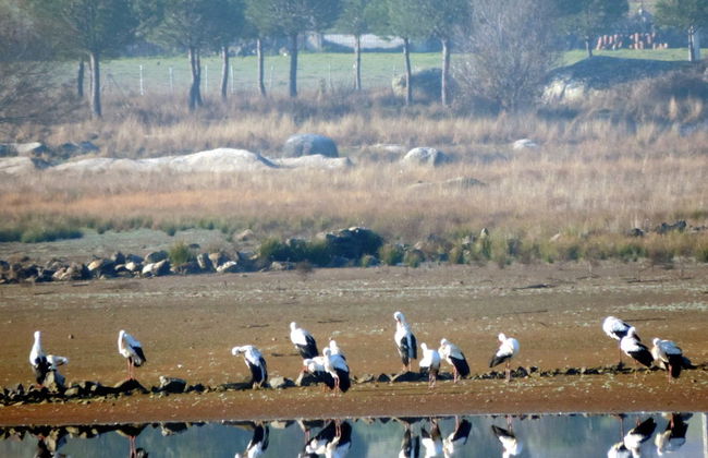 Observation d'oiseaux en Estrémadure - Photo 3