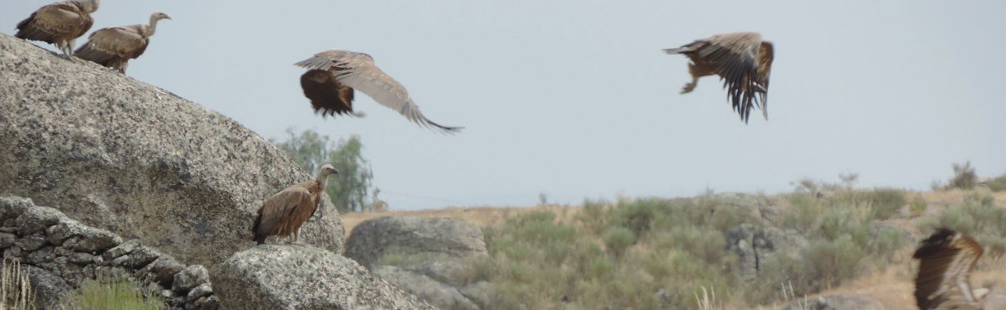 Observation d'oiseaux en Estrémadure - Photo 1
