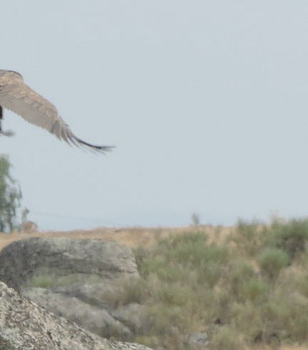 Foto de Avistamiento de aves en Extremadura