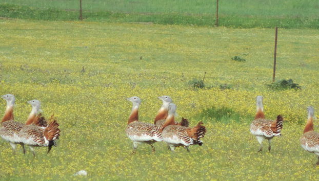 Observation d'oiseaux en Estrémadure - Photo 4