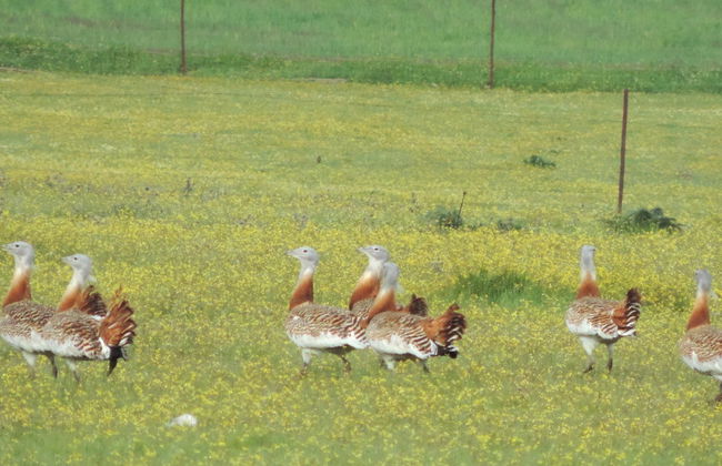 Observation d'oiseaux en Estrémadure - Photo 4