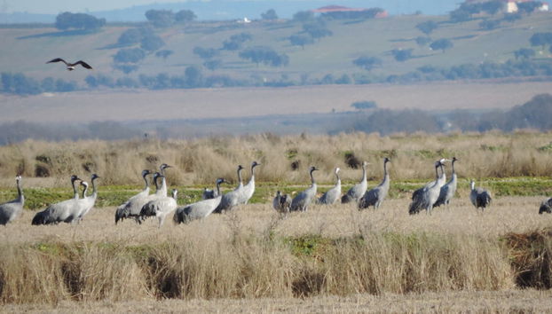 Observation d'oiseaux en Estrémadure - Photo 5