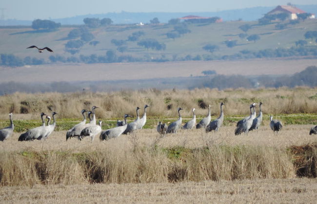 Observation d'oiseaux en Estrémadure - Photo 5