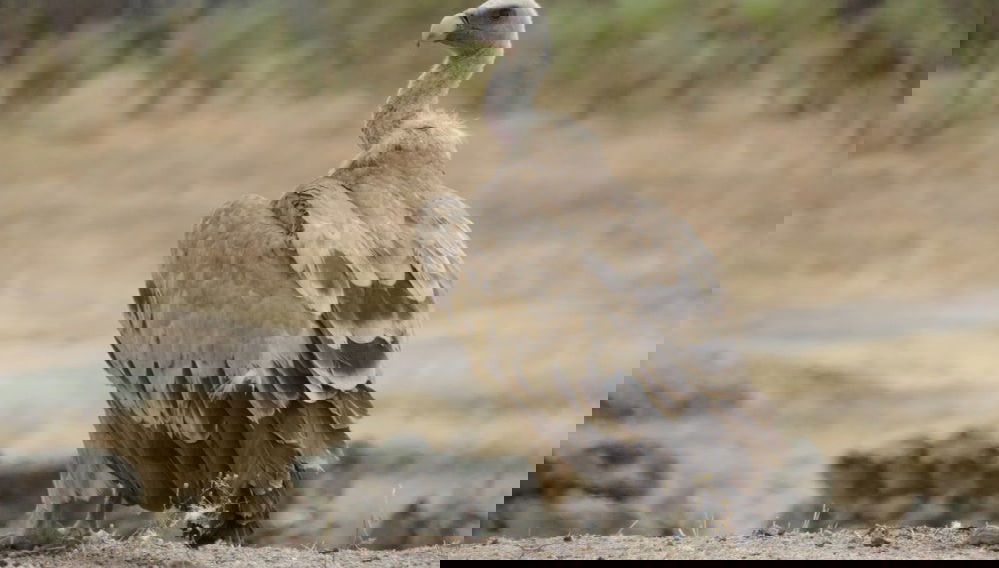 Observation d'oiseaux en Estrémadure - Photo 1