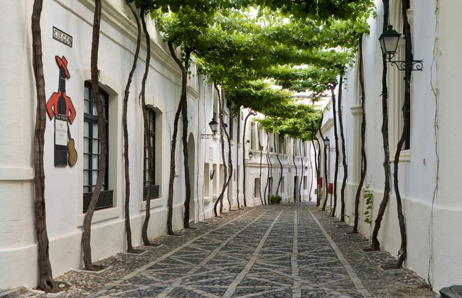 Visita a las bodegas Tío Pepe - Foto 5