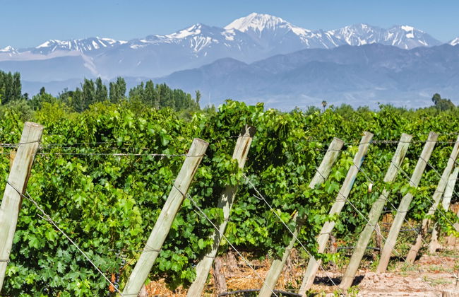 Maipu Wineries Private Tour - Foto 8