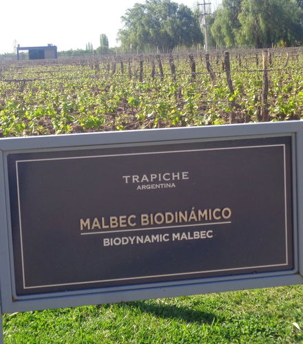 Foto de Tour privado por las bodegas de Maipú