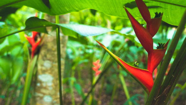 Specie floreali tropicali nel sentiero dei fiori