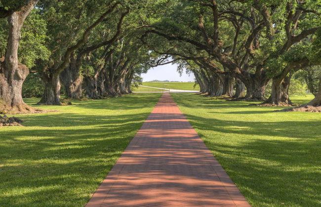 Excursión a la plantación Oak Alley - Foto 6