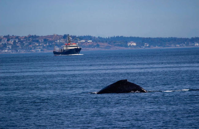 Avistamento de baleias de lancha - Foto 7