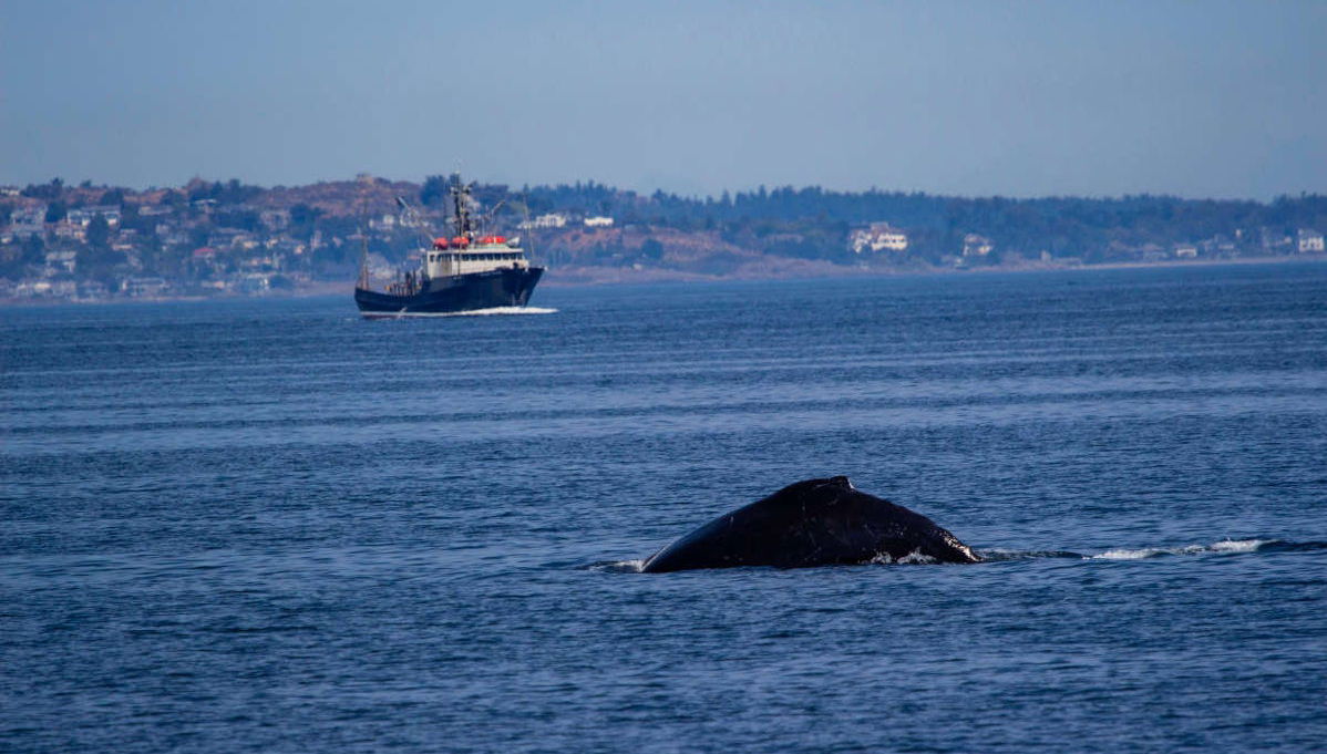 Avvistamento di balene al tramonto a Victoria - Foto 1