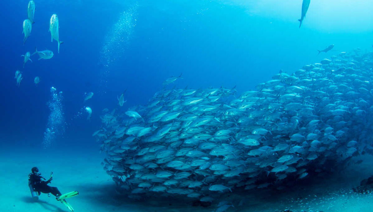 Panama City Scuba Diving - Foto 1