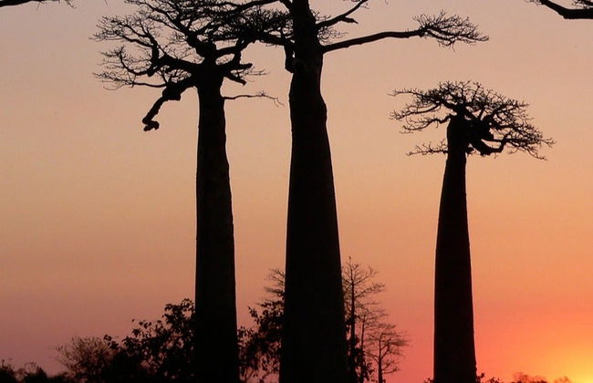 Tour del Viale dei Baobab al tramonto - Foto 2