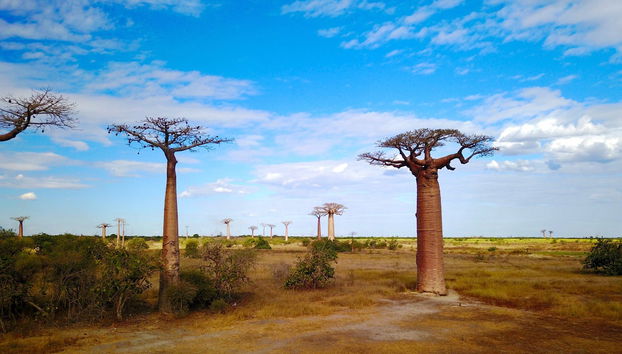 Visite de l'Allée des Baobabs au coucher de soleil - Photo 3