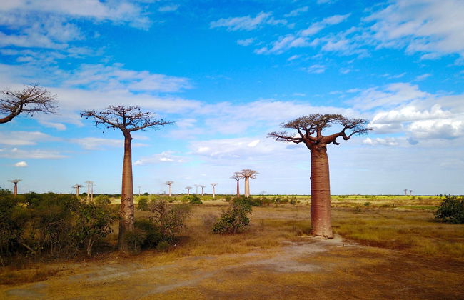Visite de l'Allée des Baobabs au coucher de soleil - Photo 3