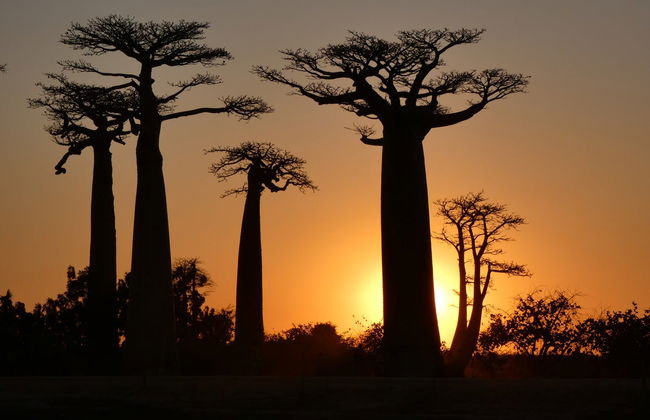 Visite de l'Allée des Baobabs au coucher de soleil - Photo 6