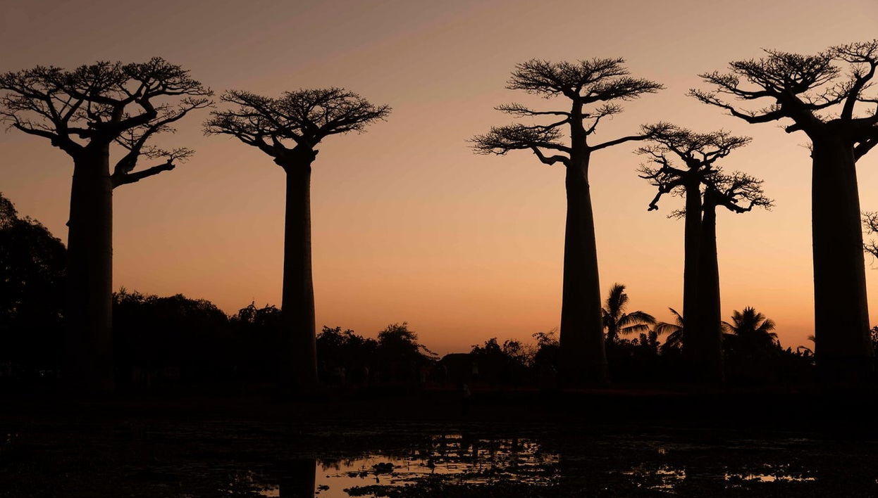 The Avenue of Baobabs Sunset Tour - Foto 1