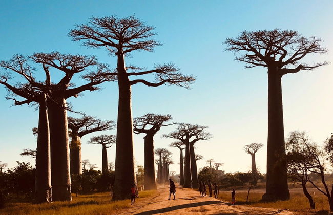 Visite de l'Allée des Baobabs au coucher de soleil - Photo 2