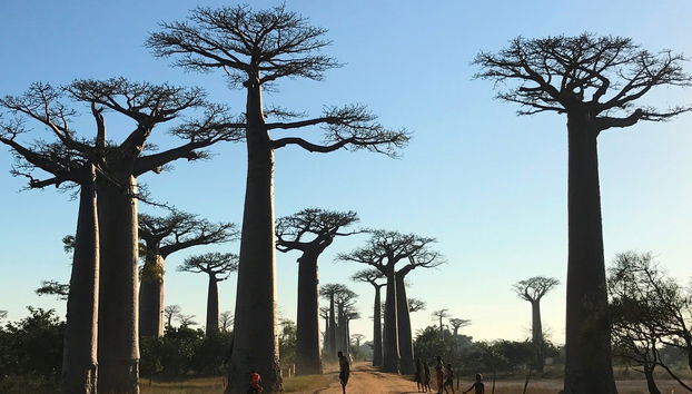 Visite de l'Allée des Baobabs au coucher de soleil - Photo 4