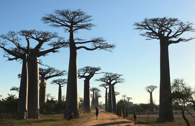 Visite de l'Allée des Baobabs au coucher de soleil - Photo 4