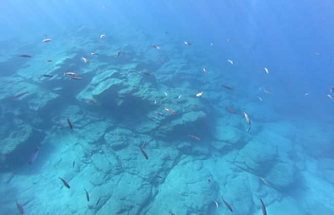 Costa Adeje Snorkelling Experience - Foto 3