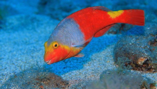 Costa Adeje Snorkelling Experience - Foto 5