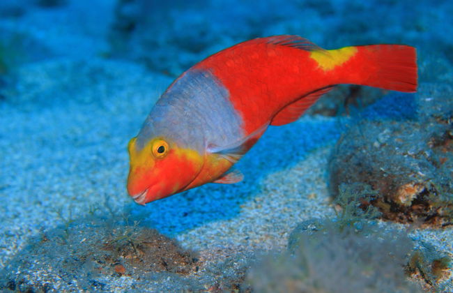 Snorkel en Costa Adeje - Foto 5