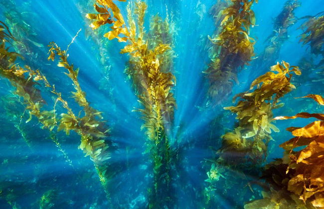 Isla Catalina Day Trip & Snorkelling - Photo 7