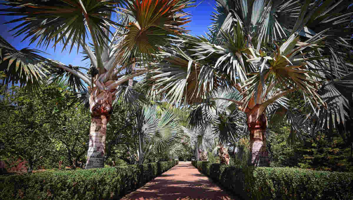 Entrada al Jardín de L’Albarda - Foto 1