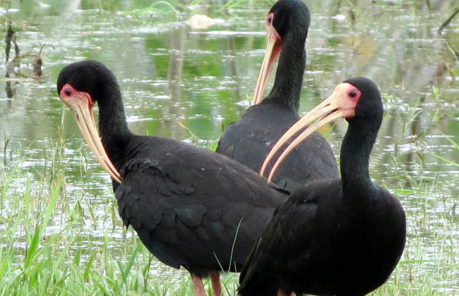 Avistamento de aves em Gran Mojos - Foto 3