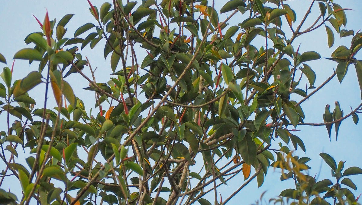 Tabatinga + Santander Park Excursion - Photo 1