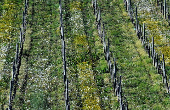 Visita a una cantina di Pau - Foto 1