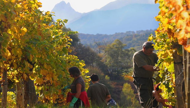 Visita a una cantina di Pau - Foto 2