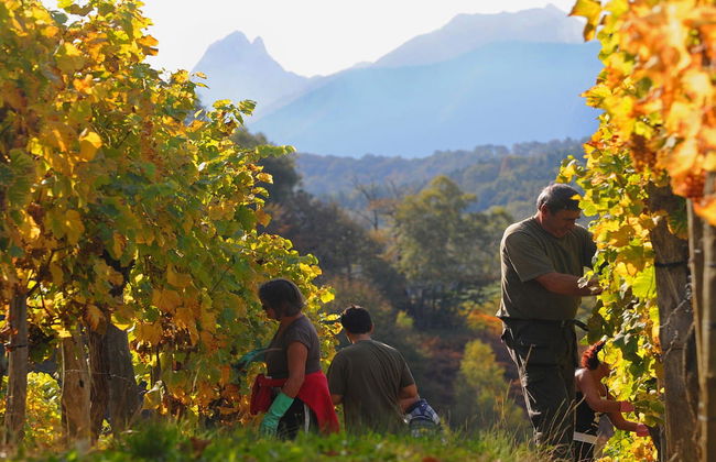 Visita a una cantina di Pau - Foto 2
