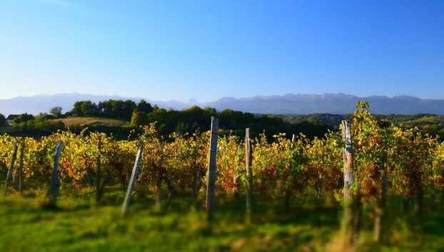 Visita a una cantina di Pau - Foto 3