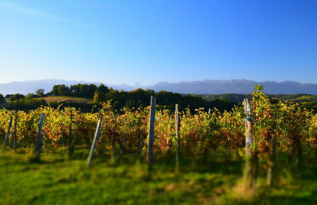 Visita a una cantina di Pau - Foto 3