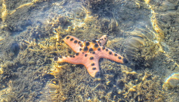 Excursion privée à Pink Beach - Photo 5